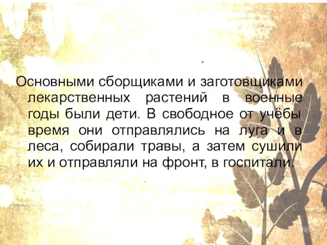 Основными сборщиками и заготовщиками лекарственных растений в военные годы были дети. В