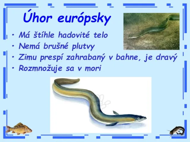 Úhor európsky Má štíhle hadovité telo Nemá brušné plutvy Zimu prespí zahrabaný