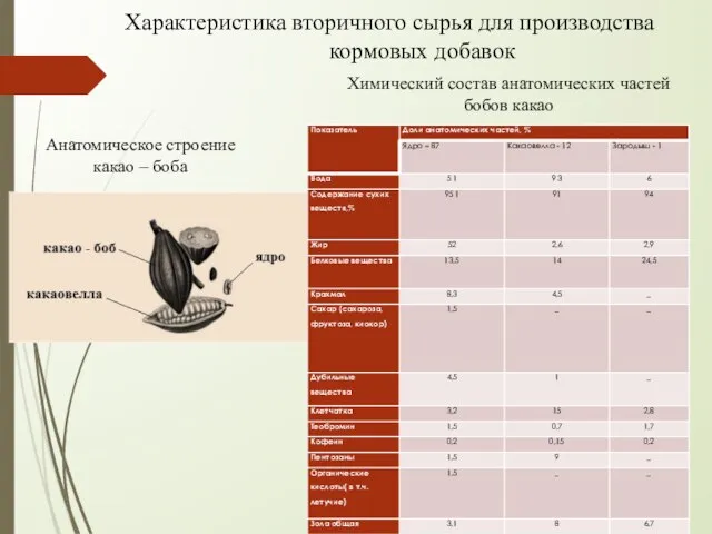 Анатомическое строение какао – боба Химический состав анатомических частей бобов какао Характеристика