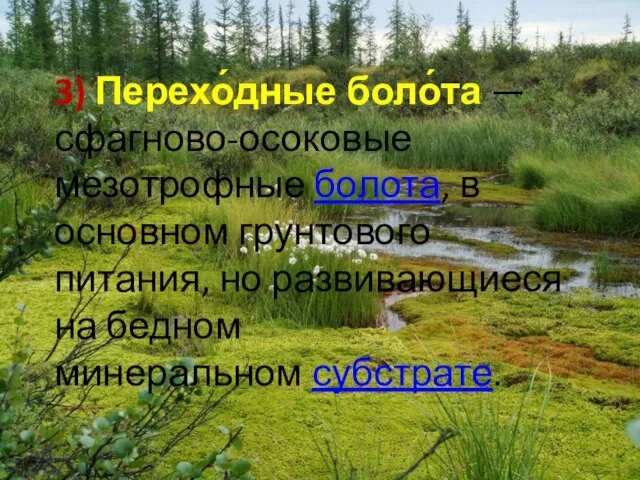 3) Перехо́дные боло́та — сфагново-осоковые мезотрофные болота, в основном грунтового питания, но