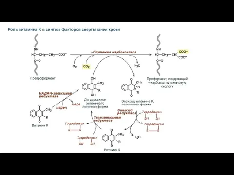 Роль витамина K в синтезе факторов свертывания крови