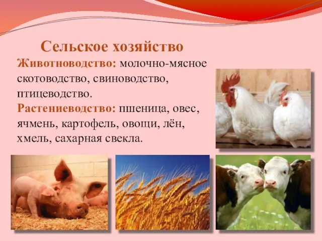 Сельское хозяйство Животноводство: молочно-мясное скотоводство, свиноводство, птицеводство. Растениеводство: пшеница, овес, ячмень, картофель,