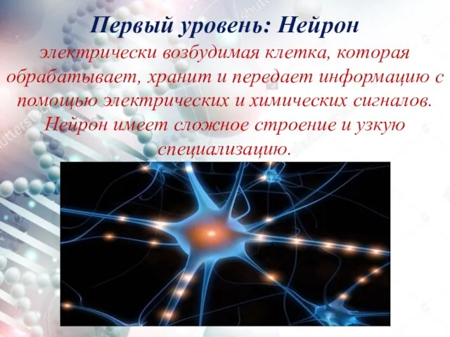 Первый уровень: Нейрон электрически возбудимая клетка, которая обрабатывает, хранит и передает информацию