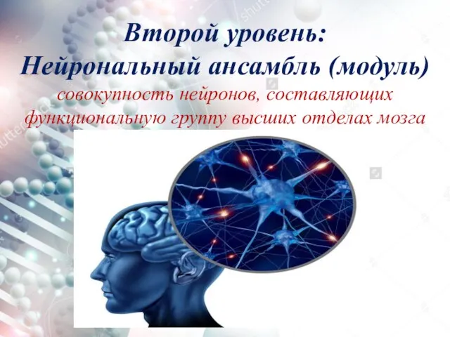 Второй уровень: Нейрональный ансамбль (модуль) совокупность нейронов, составляющих функциональную группу высших отделах мозга