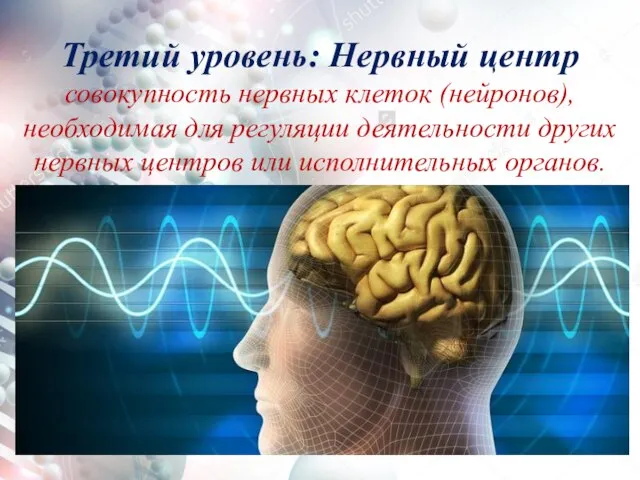 Третий уровень: Нервный центр совокупность нервных клеток (нейронов), необходимая для регуляции деятельности