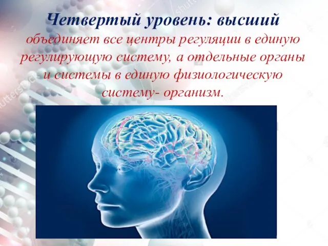 Четвертый уровень: высший объединяет все центры регуляции в единую регулирующую систему, а