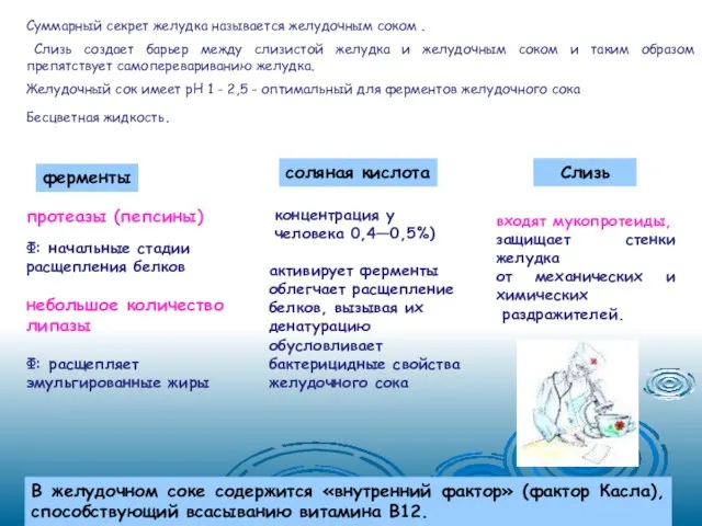 Суммарный секрет желудка называется желудочным соком . Слизь создает барьер между слизистой