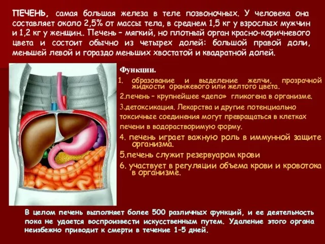 ПЕЧЕНЬ, самая большая железа в теле позвоночных. У человека она составляет около