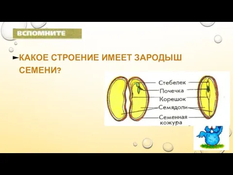 КАКОЕ СТРОЕНИЕ ИМЕЕТ ЗАРОДЫШ СЕМЕНИ?