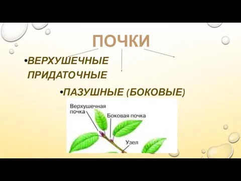 ПОЧКИ ВЕРХУШЕЧНЫЕ ПРИДАТОЧНЫЕ ПАЗУШНЫЕ (БОКОВЫЕ)