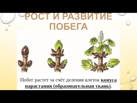 РОСТ И РАЗВИТИЕ ПОБЕГА