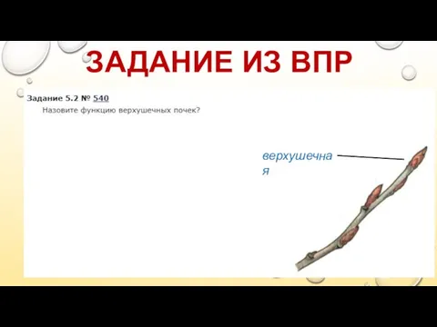 ЗАДАНИЕ ИЗ ВПР верхушечная