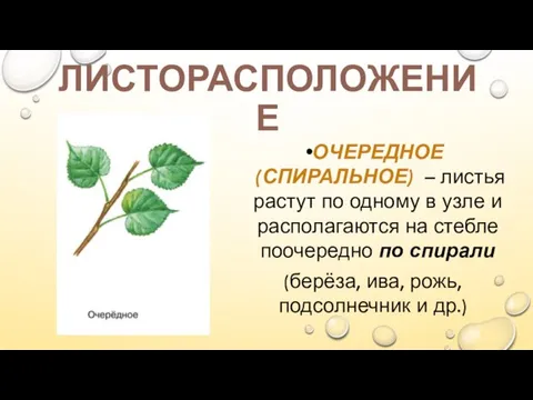 ЛИСТОРАСПОЛОЖЕНИЕ ОЧЕРЕДНОЕ (СПИРАЛЬНОЕ) – листья растут по одному в узле и располагаются