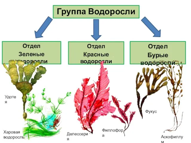 Группа Водоросли Отдел Зеленые водоросли Отдел Красные водоросли Отдел Бурые водоросли Удотея