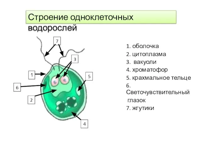 1. оболочка 2. цитоплазма 3. вакуоли 4. хроматофор 5. крахмальное тельце 6.