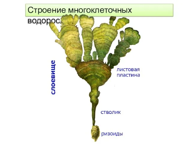 Строение многоклеточных водорослей