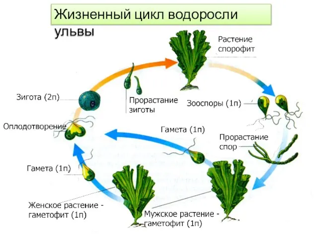 Жизненный цикл водоросли ульвы