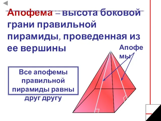 Апофема – высота боковой грани правильной пирамиды, проведенная из ее вершины Апофемы