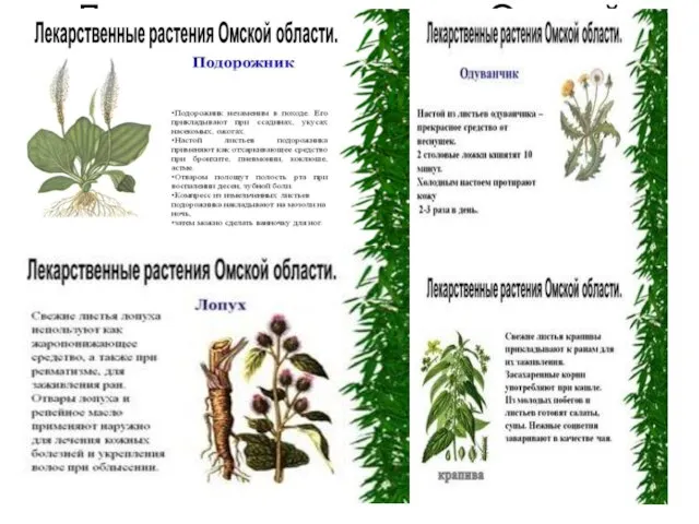 Лекарственные травы Омской области