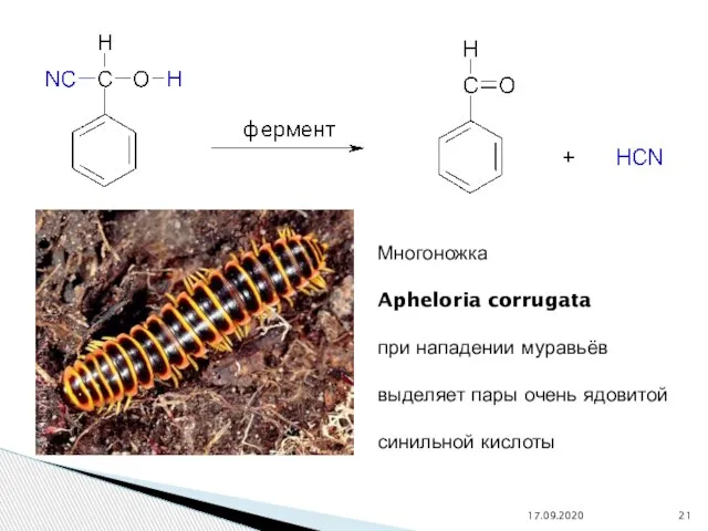 Многоножка Apheloria corrugata при нападении муравьёв выделяет пары очень ядовитой синильной кислоты 17.09.2020