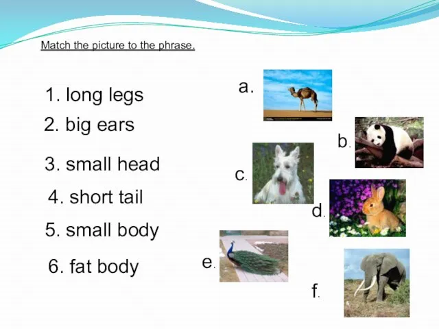 Match the picture to the phrase. 1. long legs 2. big ears