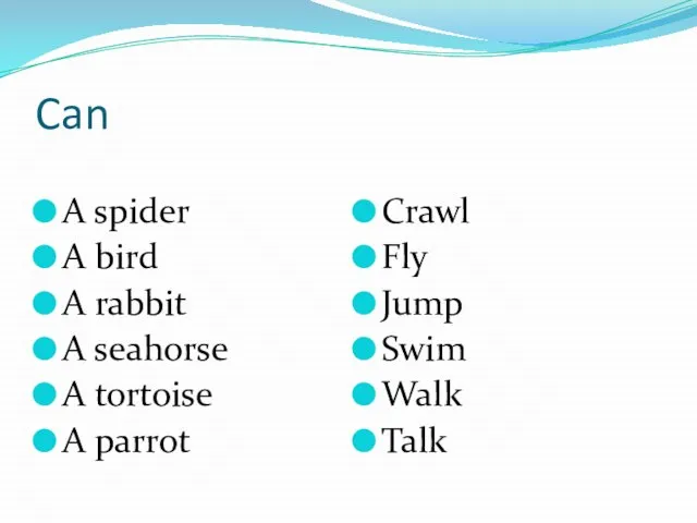 Can A spider A bird A rabbit A seahorse A tortoise A