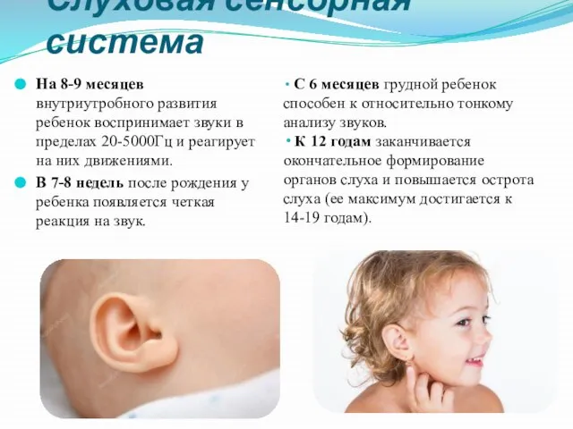 Слуховая сенсорная система На 8-9 месяцев внутриутробного развития ребенок воспринимает звуки в