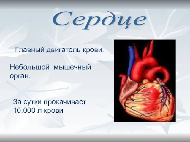 Сердце Главный двигатель крови. Небольшой мышечный орган. За сутки прокачивает 10.000 л крови