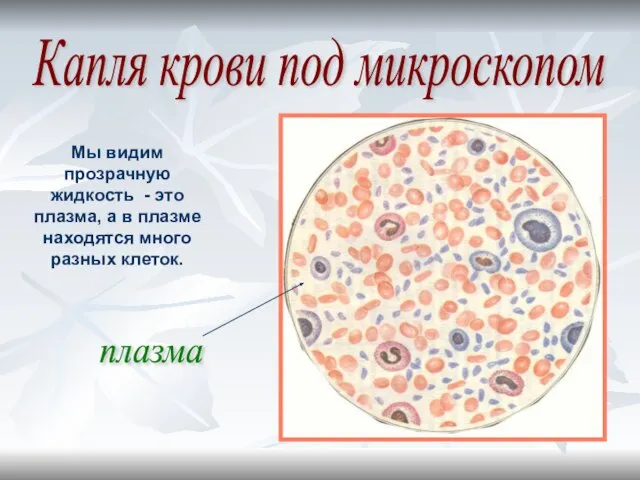 Капля крови под микроскопом Мы видим прозрачную жидкость - это плазма, а