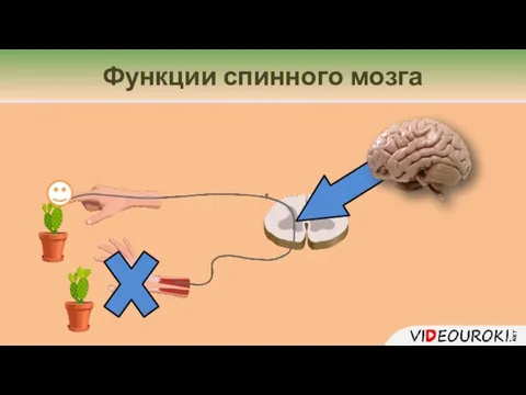 Функции спинного мозга