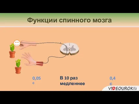 Функции спинного мозга 0,05 с 0,4 с В 10 раз медленнее