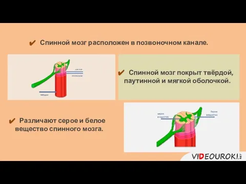 Спинной мозг расположен в позвоночном канале. Спинной мозг покрыт твёрдой, паутинной и