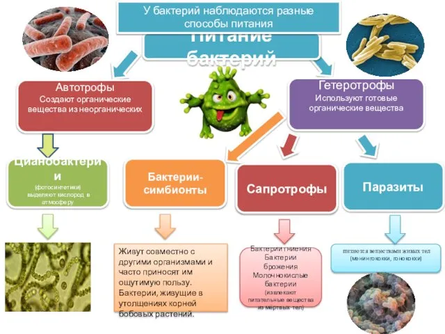 Сапротрофы питаются веществами живых тел (менингококки, гонококки) Питание бактерий Автотрофы Создают органические