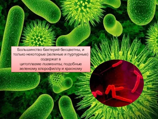 Большинство бактерий бесцветны, и только некоторые (зеленые и пурпурные) содержат в цитоплазме