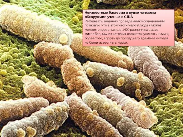 Неизвестные бактерии в пупке человека обнаружили ученые в США Результаты недавно проведенных