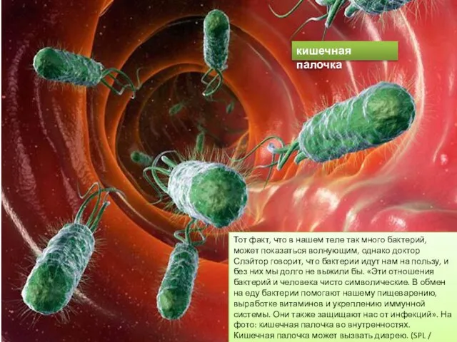 Тот факт, что в нашем теле так много бактерий, может показаться волнующим,