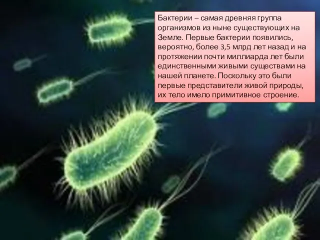 Бактерии – самая древняя группа организмов из ныне существующих на Земле. Первые