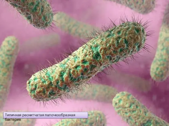 Типичная реснитчатая палочкообразная бактерия