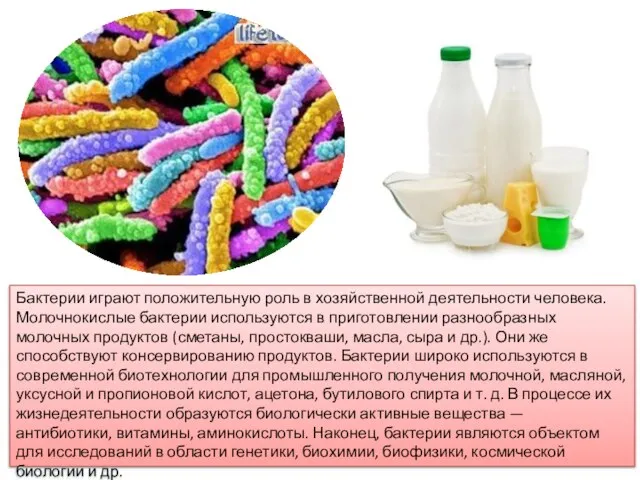 Бактерии играют положительную роль в хозяйственной деятельности человека. Молочнокислые бактерии используются в