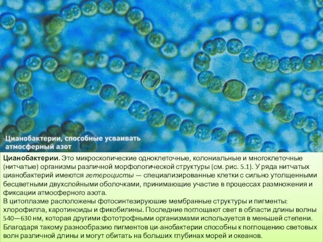 Цианобактерии. Это микроскопические одноклеточные, колониальные и многоклеточные (нитчатые) организмы различной морфологической структуры