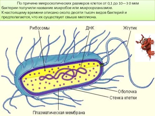 По причине микроскопических размеров клеток от 0,1 до 10—3 0 мкм бактерии