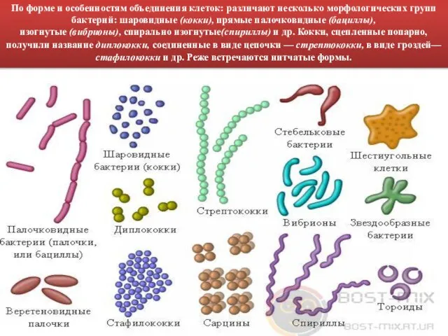 По форме и особенностям объединения клеток: различают несколько морфологических групп бактерий: шаровидные
