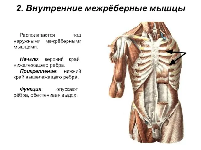2. Внутренние межрёберные мышцы Располагаются под наружными межрёберными мышцами. Начало: верхний край