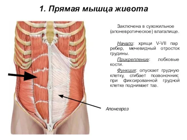 1. Прямая мышца живота Заключена в сухожильное (апоневротическое) влагалище. Начало: хрящи V-VII