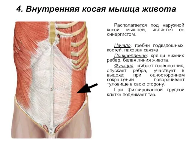 4. Внутренняя косая мышца живота Располагается под наружной косой мышцей, является ее