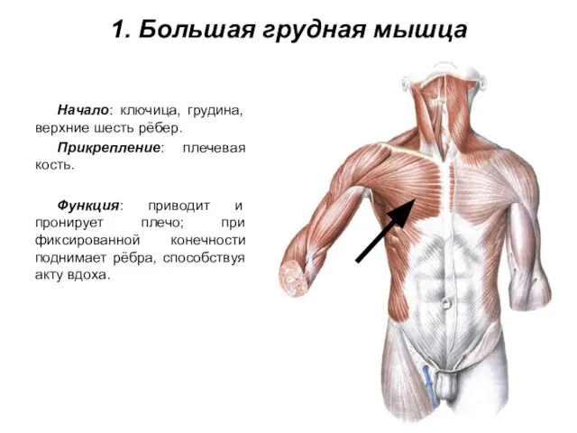 1. Большая грудная мышца Начало: ключица, грудина, верхние шесть рёбер. Прикрепление: плечевая