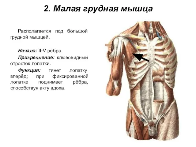 2. Малая грудная мышца Располагается под большой грудной мышцей. Начало: II-V рёбра.