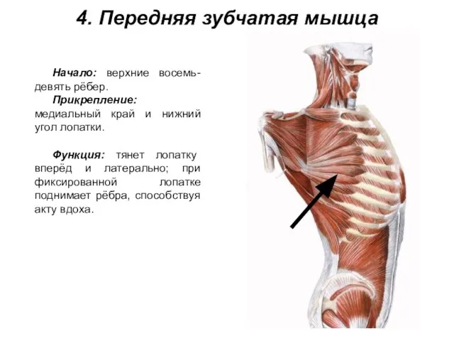 4. Передняя зубчатая мышца Начало: верхние восемь-девять рёбер. Прикрепление: медиальный край и