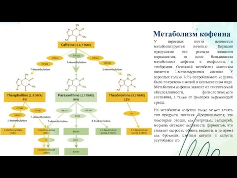 Метаболизм кофеина У взрослых почти полностью метаболизируется печенью. Первыми продуктами его распада