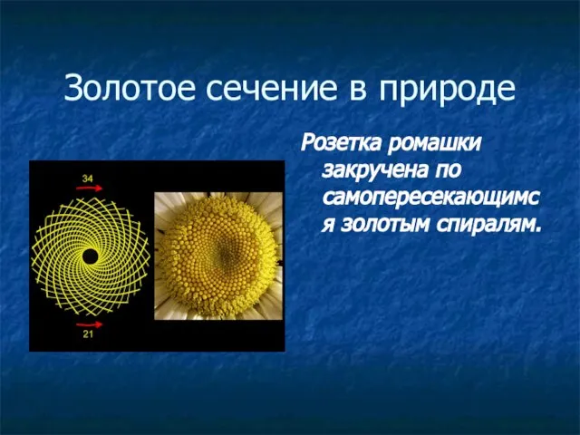 Золотое сечение в природе Розетка ромашки закручена по самопересекающимся золотым спиралям.